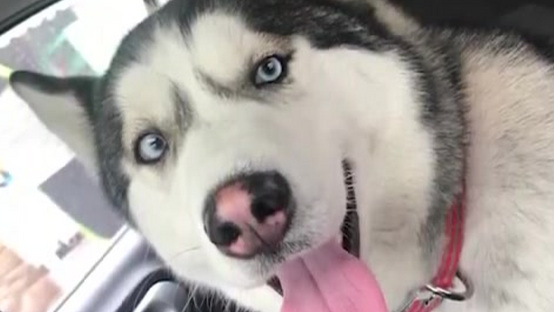 【成都二哈二话不说跳上车,美女担心被拆家 班都不敢上了】  “我怕它拆家,今天都莫法去上班